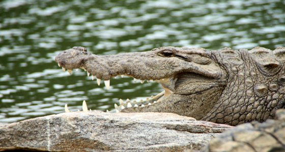 Crocodilia Crocodile Nile Crocodile Reptile