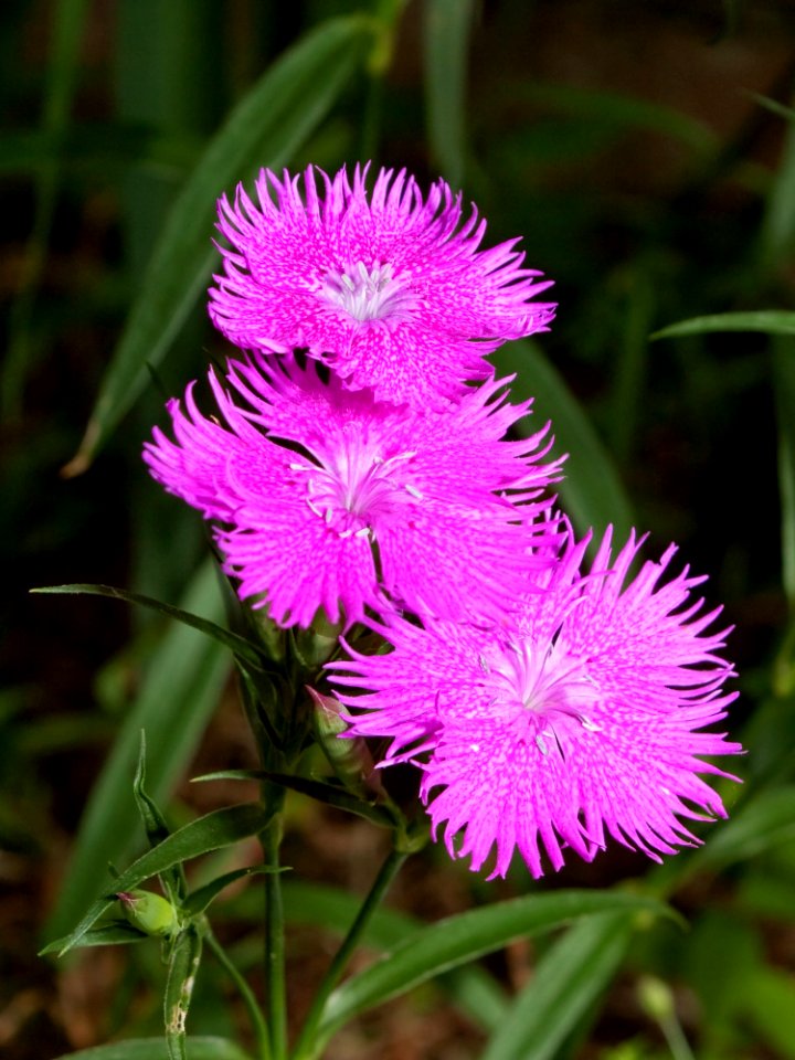 Flower Plant Flora Purple