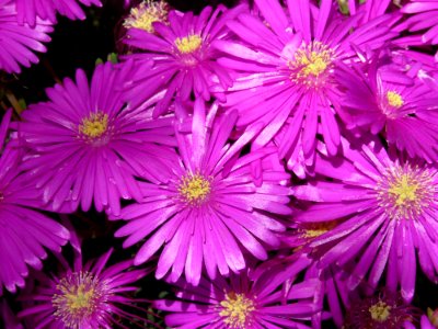 Flower Aster Purple Ice Plant
