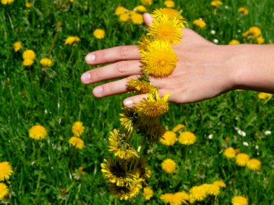 Flower Yellow Dandelion Chamaemelum Nobile