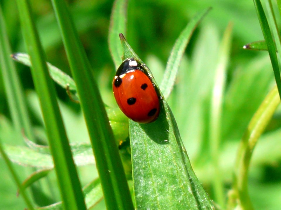 Insect Ladybird Beetle Fauna