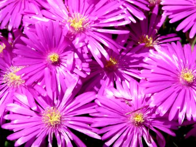 Flower Aster Purple Ice Plant photo