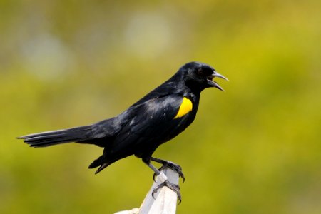 Bird Beak Fauna Blackbird