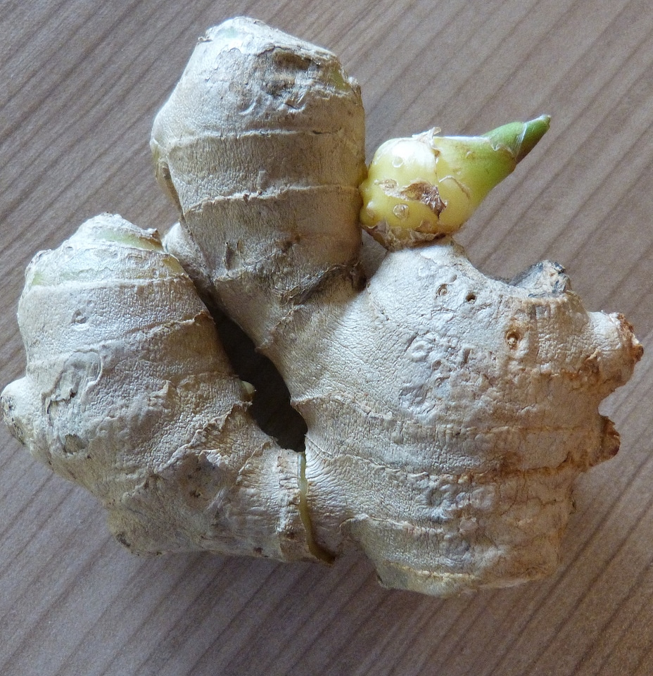 Ginger root ingber ginger plant