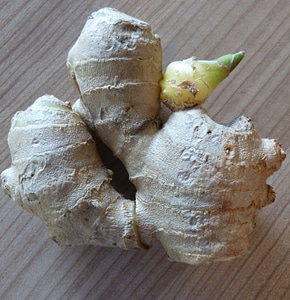 Ginger root ingber ginger plant photo