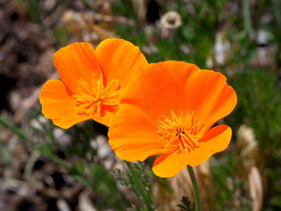 Flower Eschscholzia Californica Wildflower Plant