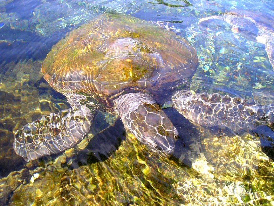 Sea Turtle Turtle Loggerhead Water