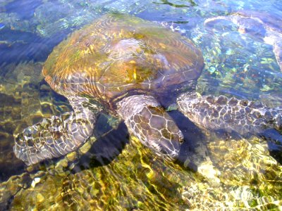 Sea Turtle Turtle Loggerhead Water