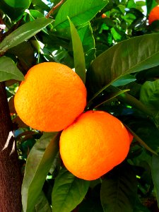 Citrus Fruit Bitter Orange Valencia Orange photo