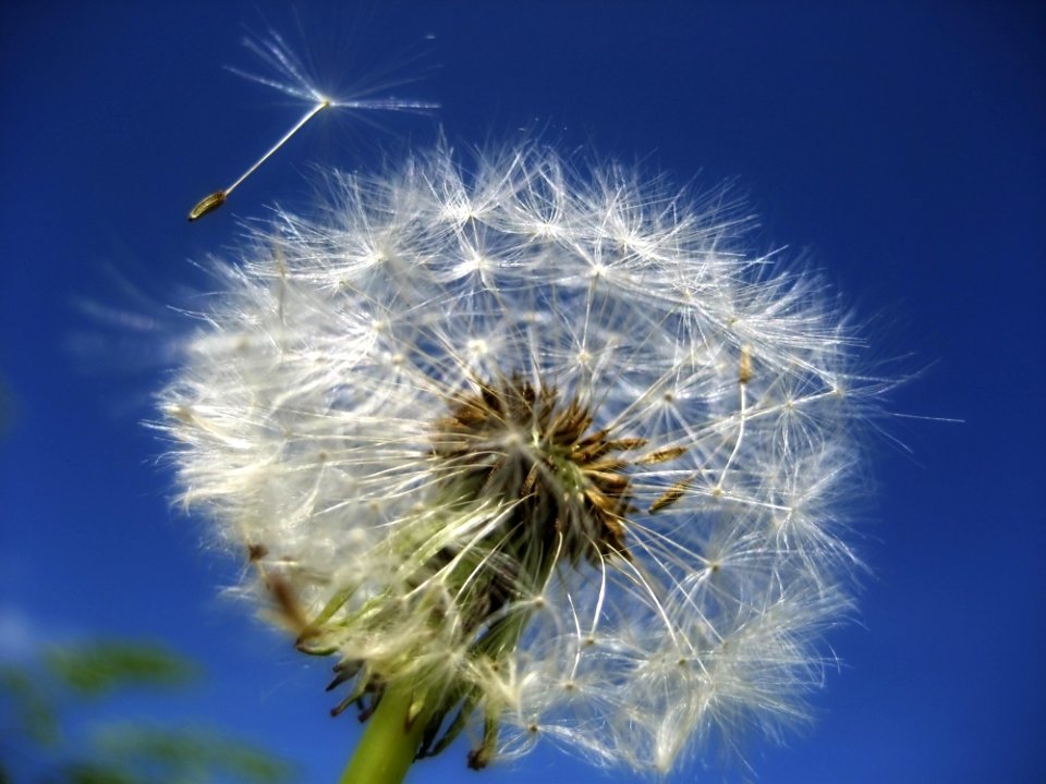Sky Dandelion Flower Close Up