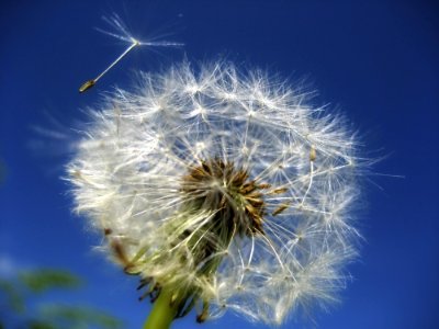 Sky Dandelion Flower Close Up photo