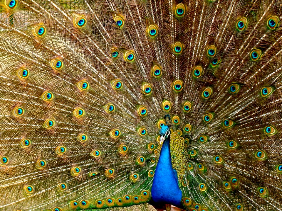 Peafowl Galliformes Feather Bird