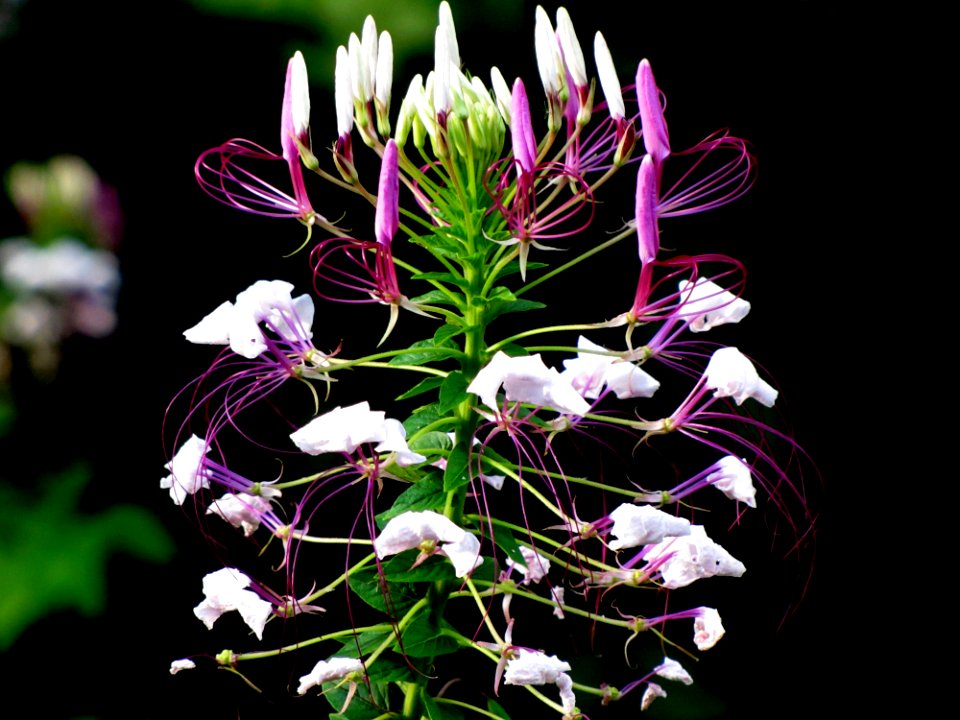 Flower Plant Flora Flowering Plant