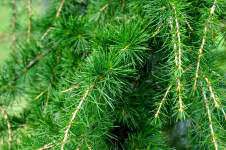 Tree Ecosystem Pine Family Vegetation