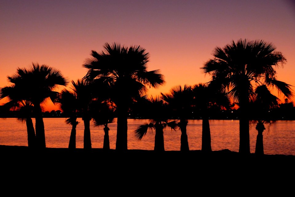 Sky Sunset Palm Tree Arecales