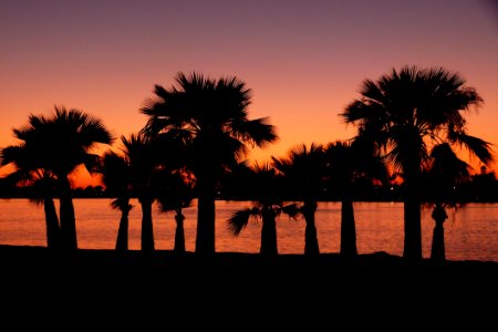 Sky Sunset Palm Tree Arecales photo