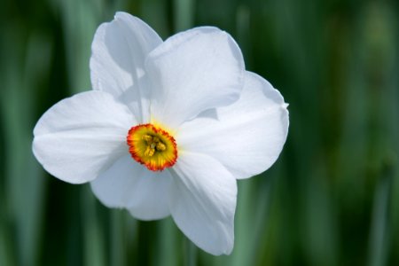 Flower Flowering Plant Plant Narcissus photo