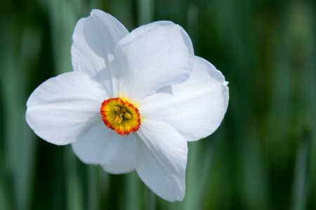 Flower Flowering Plant Plant Narcissus