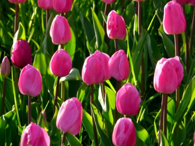 Flower Plant Tulip Flowering Plant