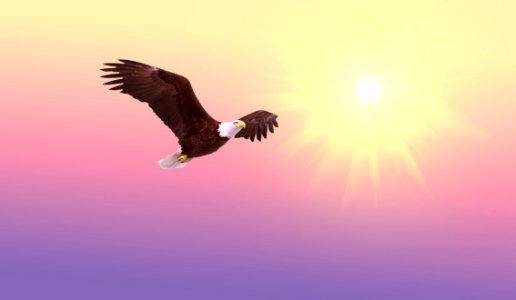 Eagle Bird Of Prey Accipitriformes Sky photo
