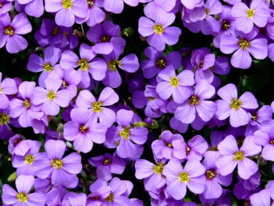 Flower Aubretia Plant Violet photo