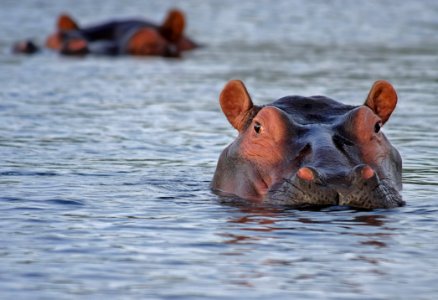 Hippopotamus Wildlife Fauna Snout