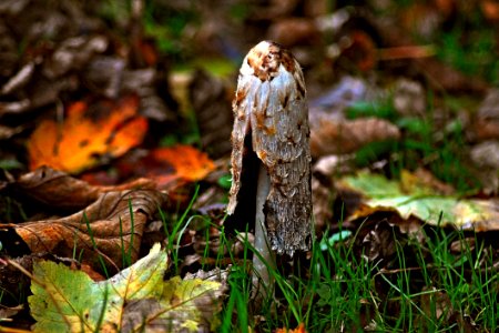 Fungus Mushroom Leaf Edible Mushroom