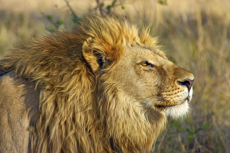 Wildlife Lion Terrestrial Animal Wilderness
