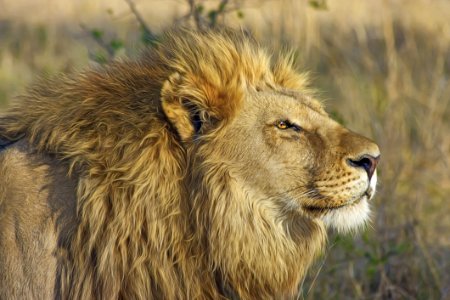 Wildlife Lion Terrestrial Animal Wilderness photo