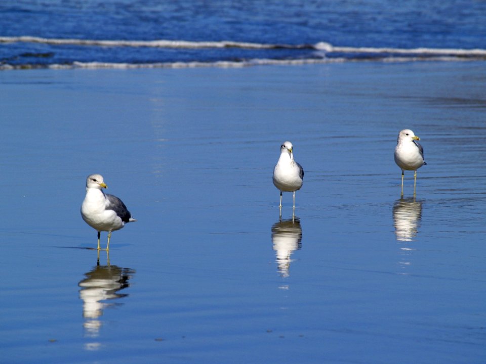 Bird Seabird Fauna Shore
