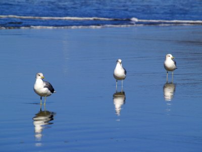 Bird Seabird Fauna Shore photo