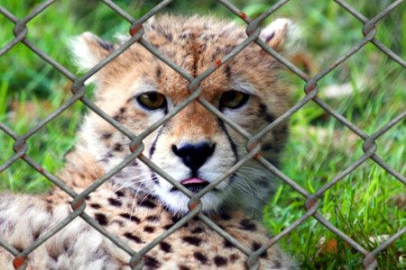 Cheetah Wildlife Terrestrial Animal Fauna photo