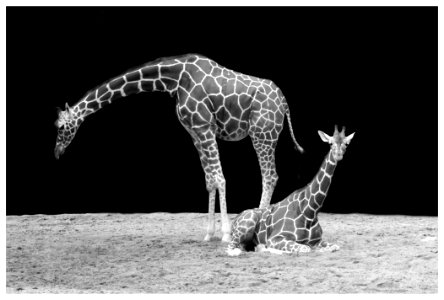 Giraffe Giraffidae Black And White Mammal
