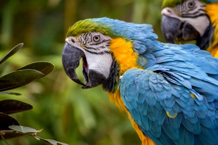 Bird Beak Macaw Parrot