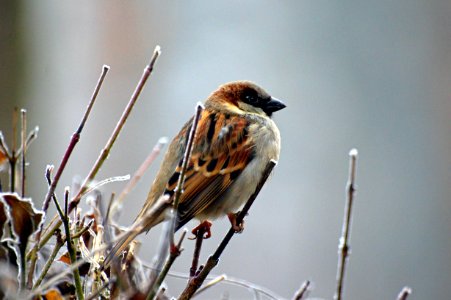 Bird Sparrow House Sparrow Fauna