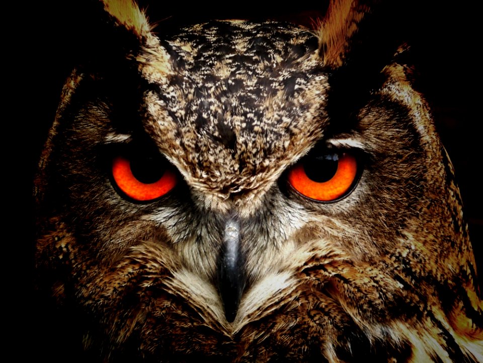 Owl Beak Bird Of Prey Fauna