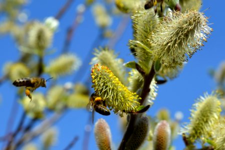 Honey Bee Bee Flora Vegetation photo