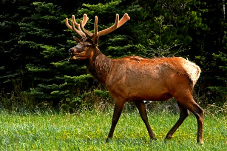 Wildlife Deer Fauna Mammal