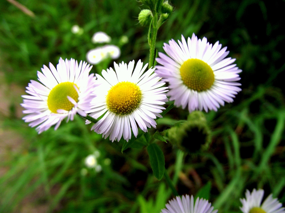 Wild flowers plant matricaria recutita