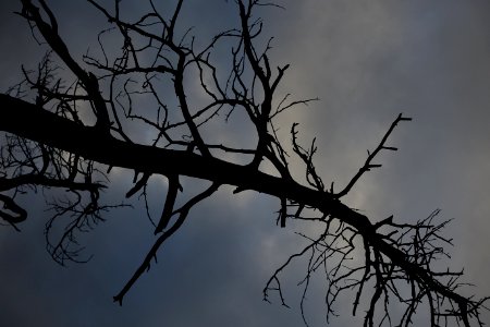 Sky Cloud Plant Twig