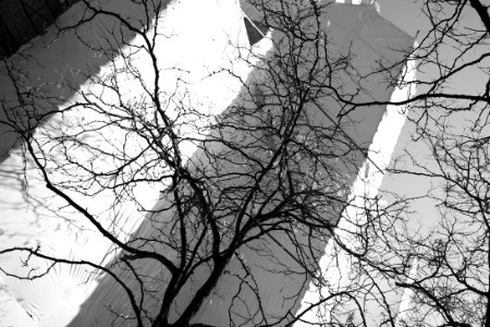 40mm Collapse Of Vancouver Tree Context -)