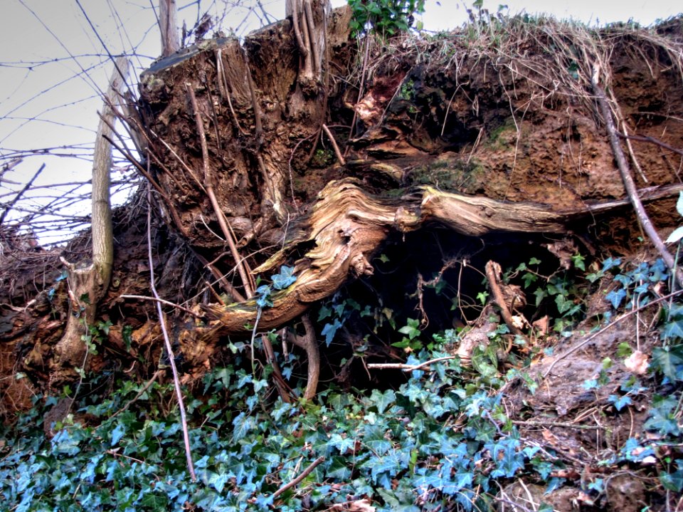 Plant Wood Twig Vegetation