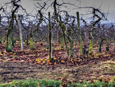 Plant Ecoregion Sky Wood