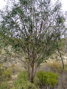 Coojong -- Acacia Saligna
