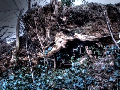 Plant Wood Twig Natural Landscape