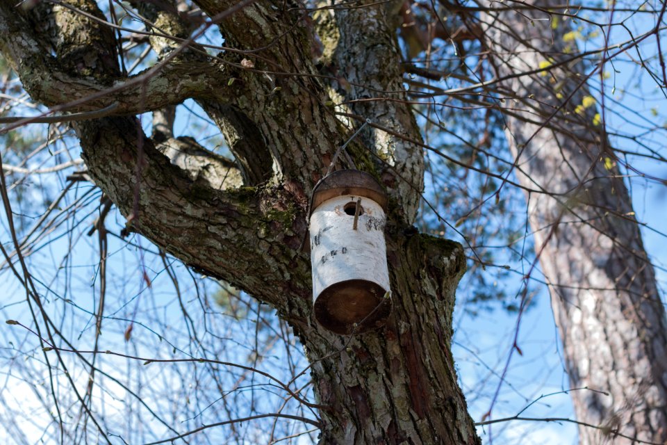 Nest Box photo