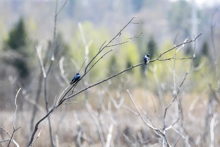 Oiseau (Hirondelle Bicolore) 114 photo