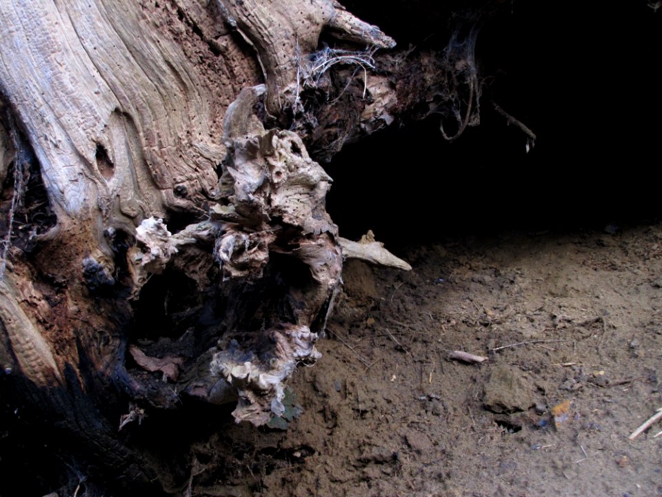 Brown Wood Trunk Twig