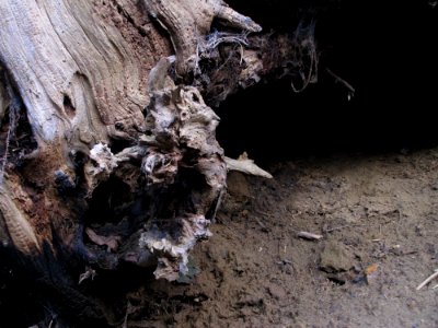 Brown Wood Trunk Twig