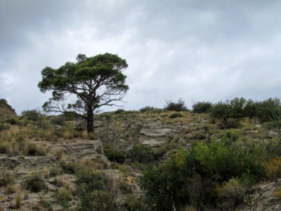 Cloud Plant Sky Natural Landscape